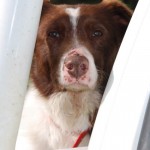 Echo Park Border Collies - bred for farm work, trialed for fun.
