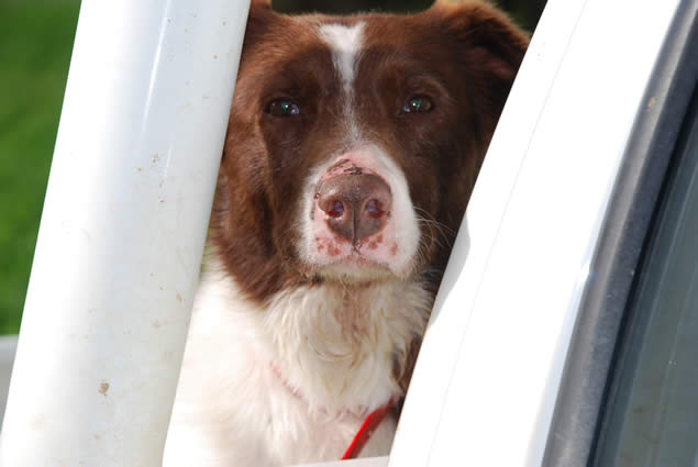 Echo Park Border Collies - bred for farm work, trialed for fun.